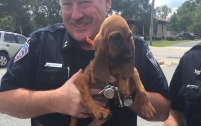 Southern Edge K9’s bloodhound joins Statesboro Police Department